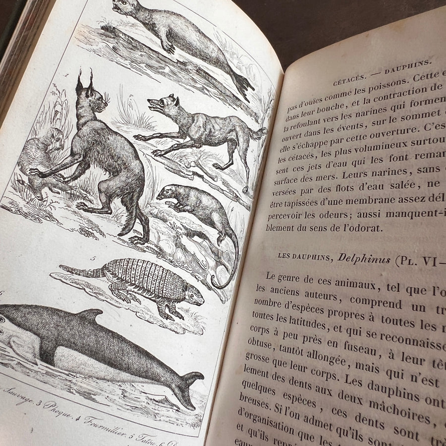 Histoire Naturelle des Animaux | 1842 |Green Gilt “Pension Dupont” Binding | Illustrated