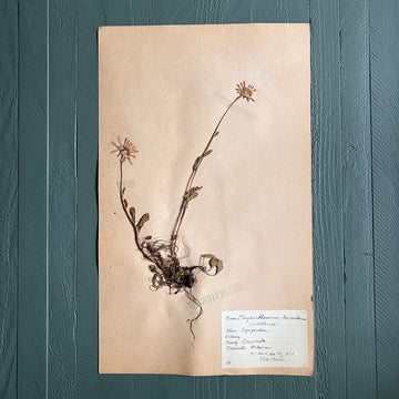 Swedish Vintage 1930s Herbarium Page, Pressed Botanical Specimen