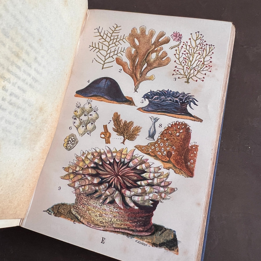 The Common Objects of the Sea Shore | Hand-Colored Plates (c.1870s-1880s)