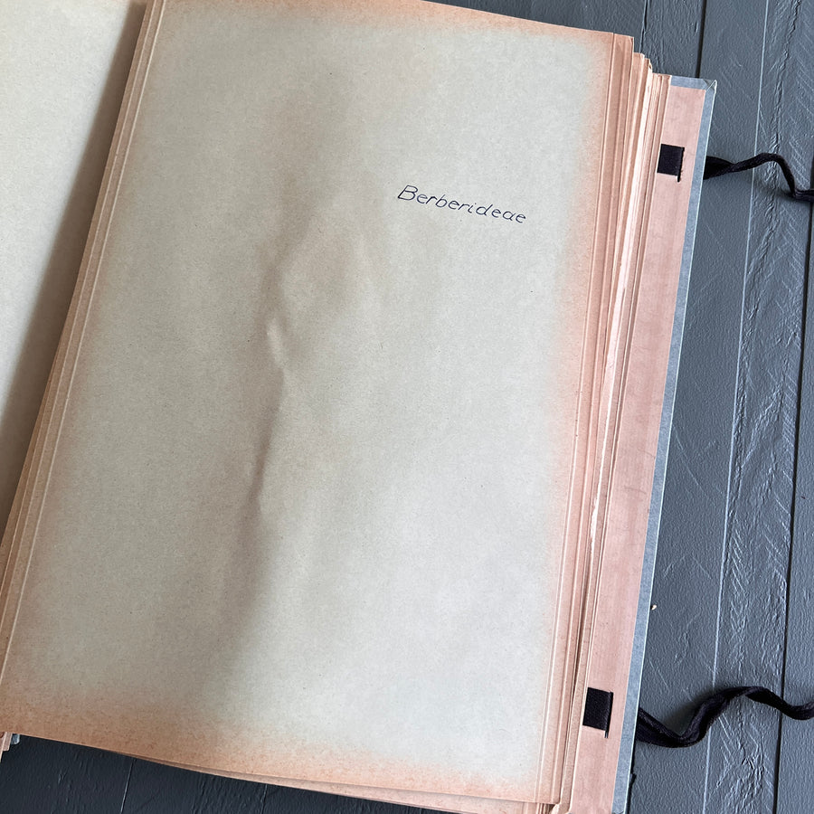 Private Herbarium of Ursula Keimes (1959-1961) | 103 Specimens | Cologne, German Pharmacy Internship with Certification