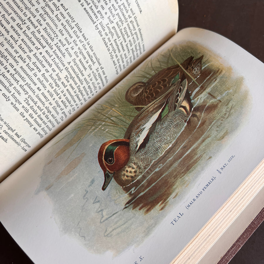 British Birds By W.H. Hudson (1926) | Half Leather Prize Fine Binding