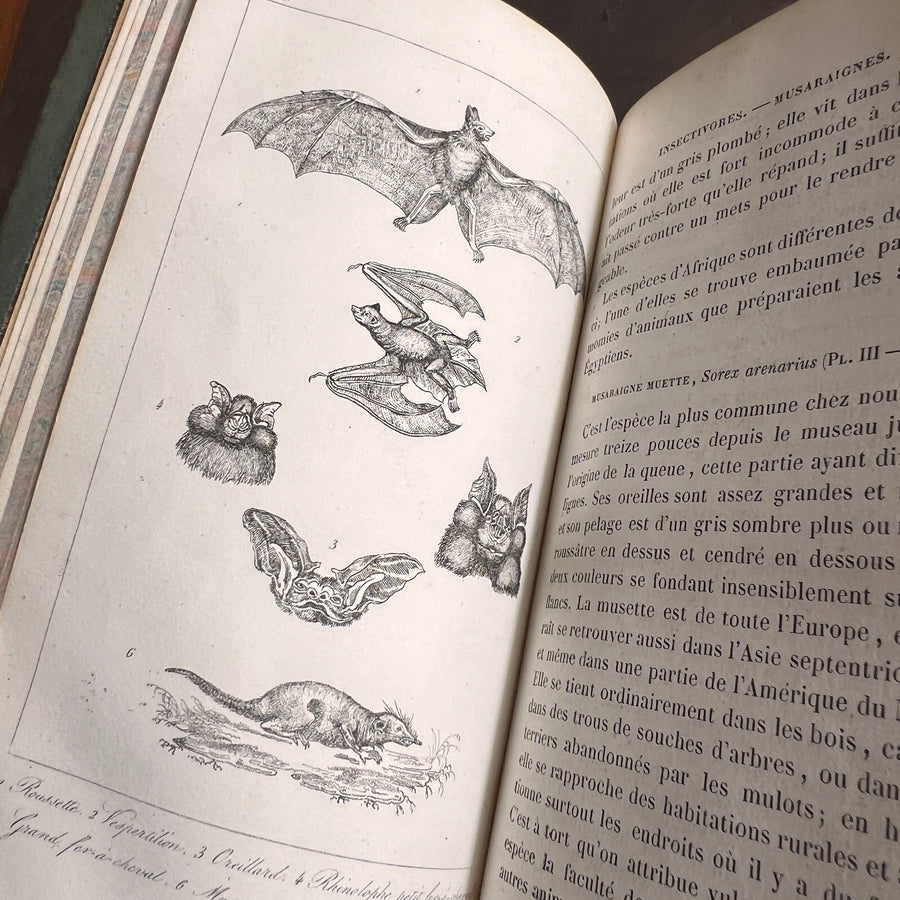 Histoire Naturelle des Animaux | 1842 |Green Gilt “Pension Dupont” Binding | Illustrated