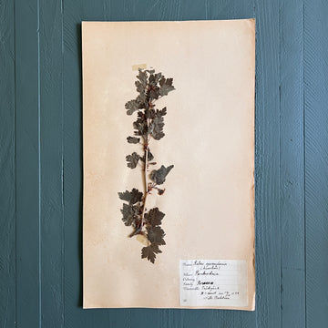 Swedish Vintage 1930s Herbarium Page, Pressed Botanical Specimen