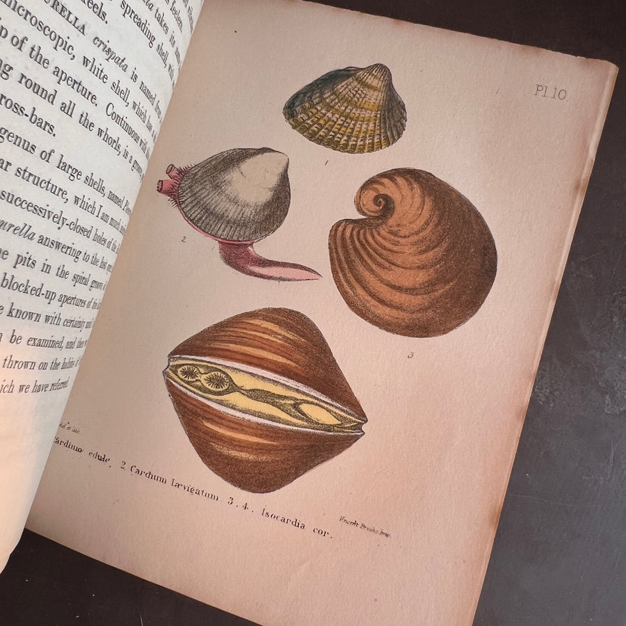 Popular British Conchology by George B. Sowerby (1854) | Hand-Colored Plates