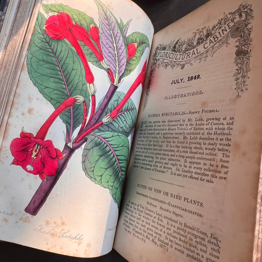 Floricultural Cabinet Book and Florist’s Magazine (1848) | With Hand-Colored Plates