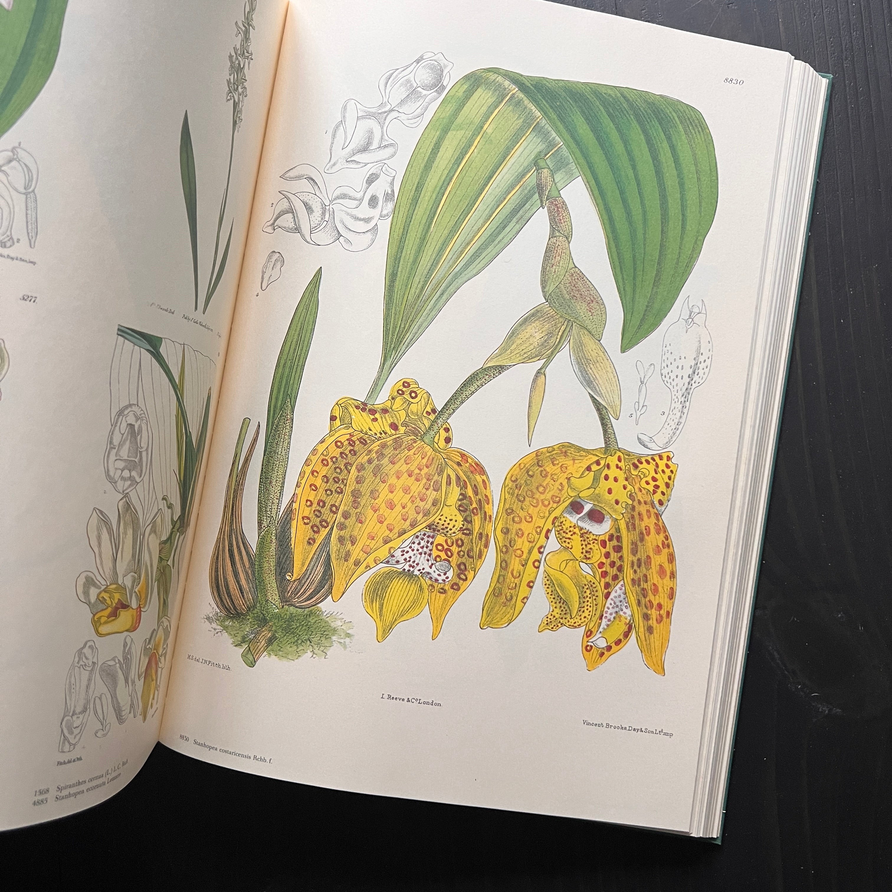 1986 - Orchids From Curtis's Botanical Magazine, First Edition