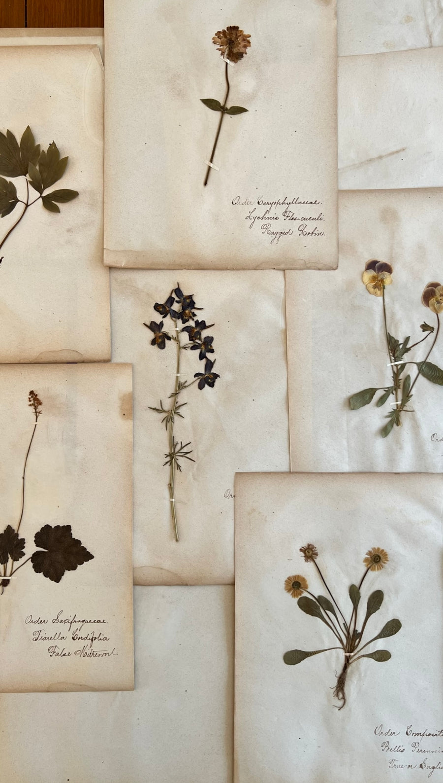 Antique Herbarium