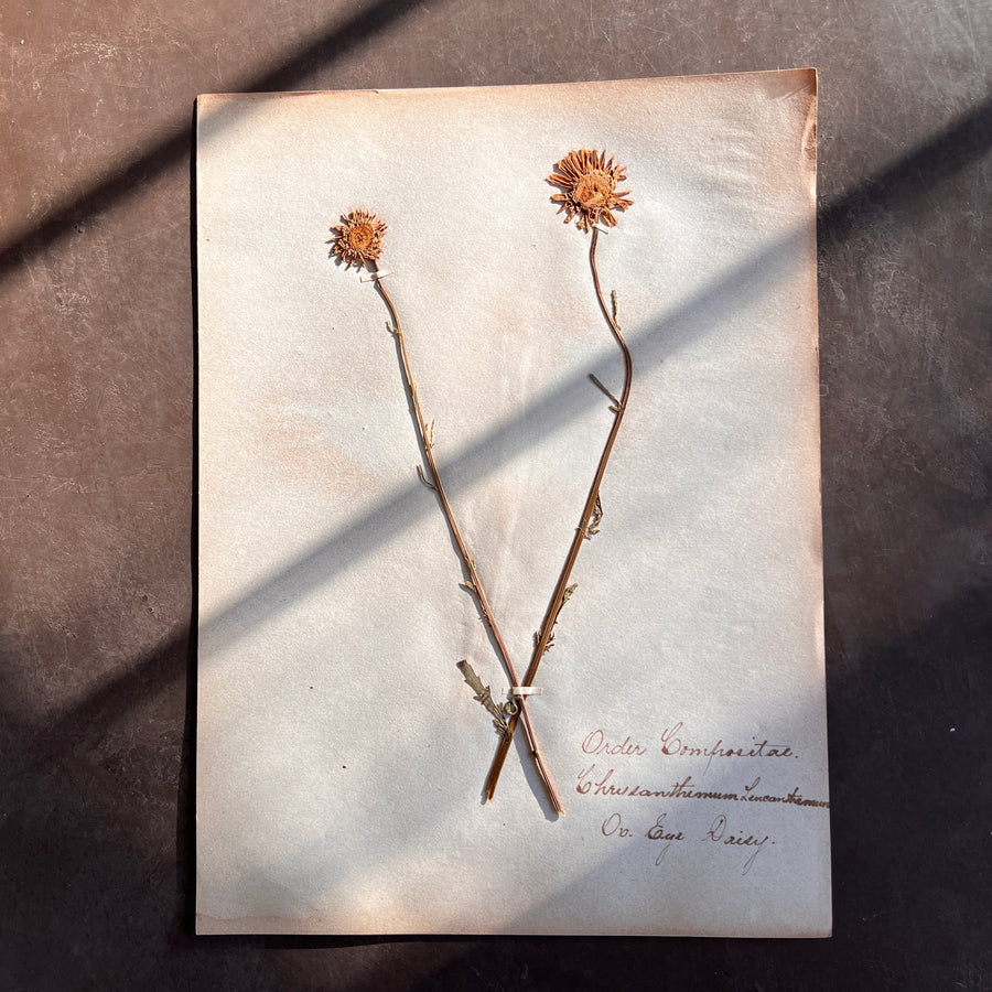 Antique Herbarium