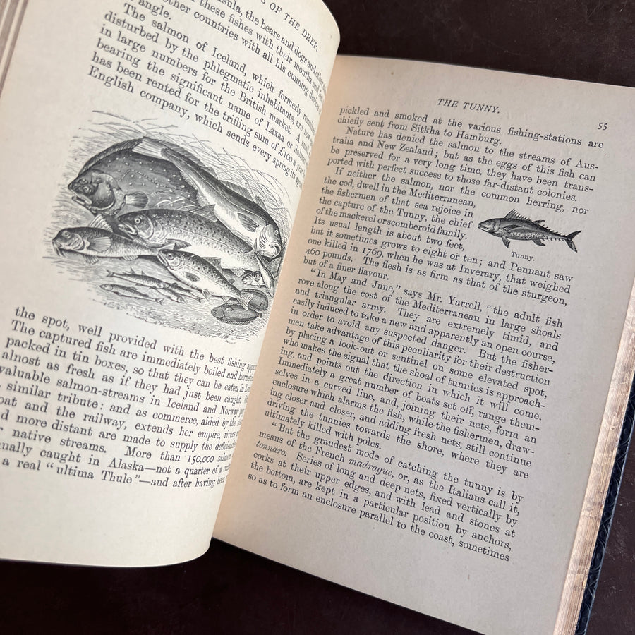 1893 - Denizens of the Deep; An Account of Fishes, Molluscs, Crustacea, etc.