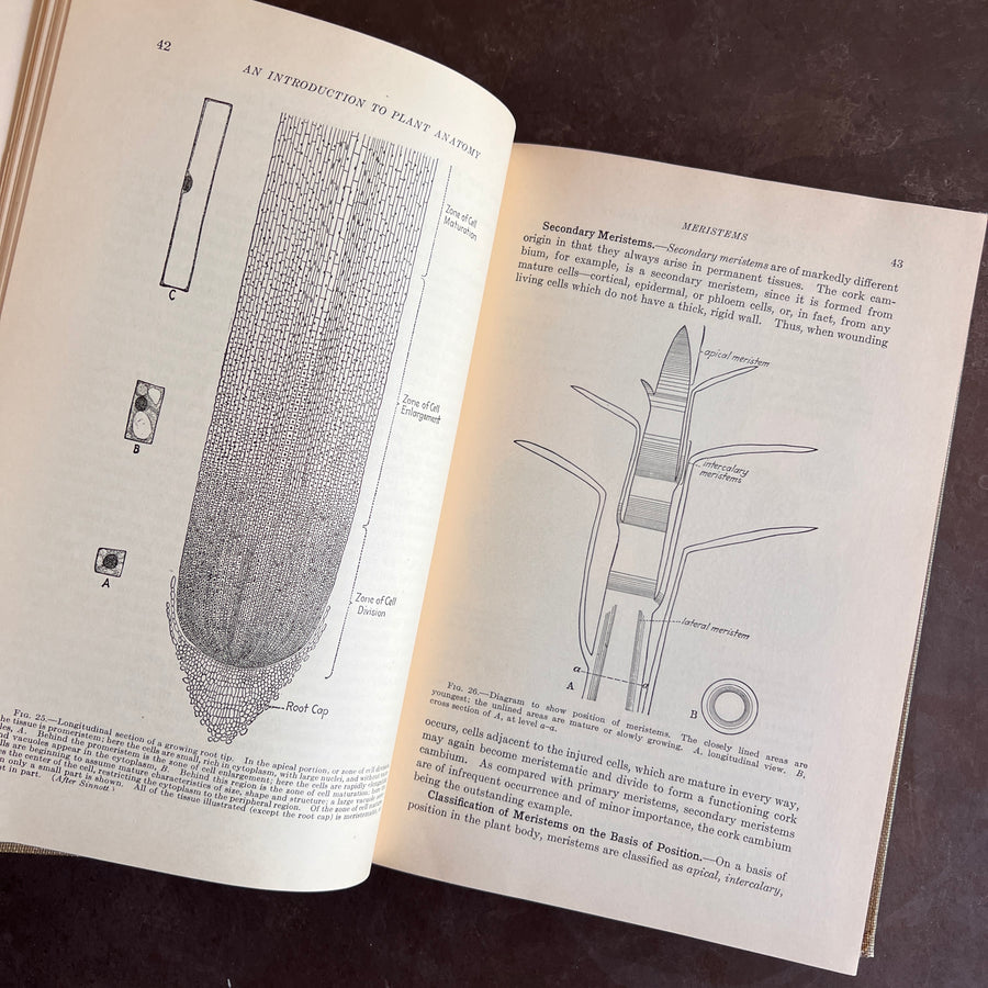 1925 - An Introduction to Plant Anatomy