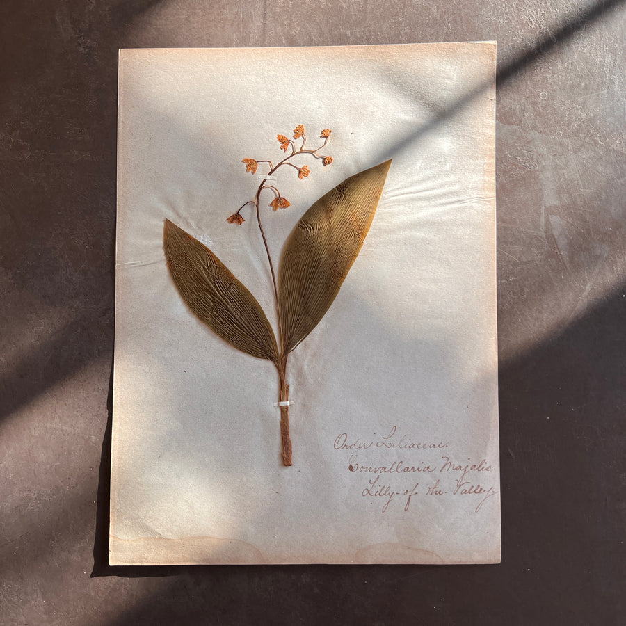 Antique Herbarium