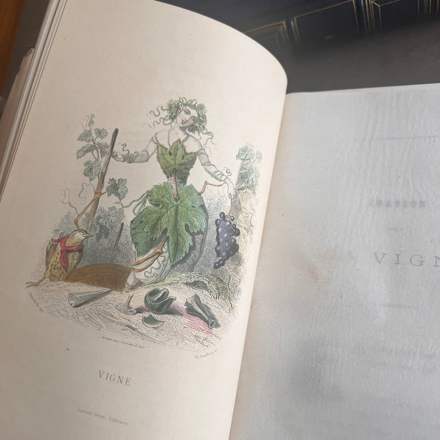 1867 Les Fleurs Animées – Grandville’s Botanical Anthropomorphism Masterpiece l 2-Volumes