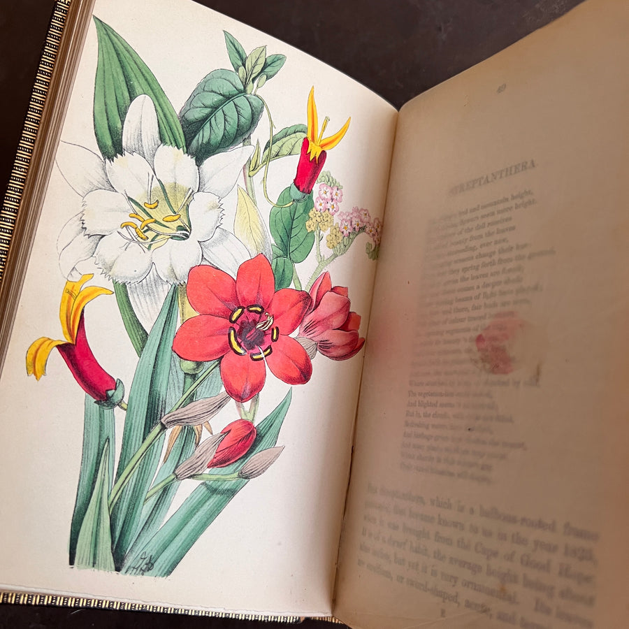 c.1853 - Flowers From Foreign Lands; Their History and Botany