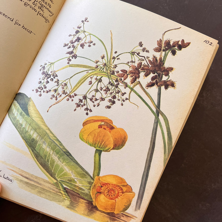 The Country Diary of An Edwardian Lady by Edith Holden, (1979) | Illustrated Nature Diary