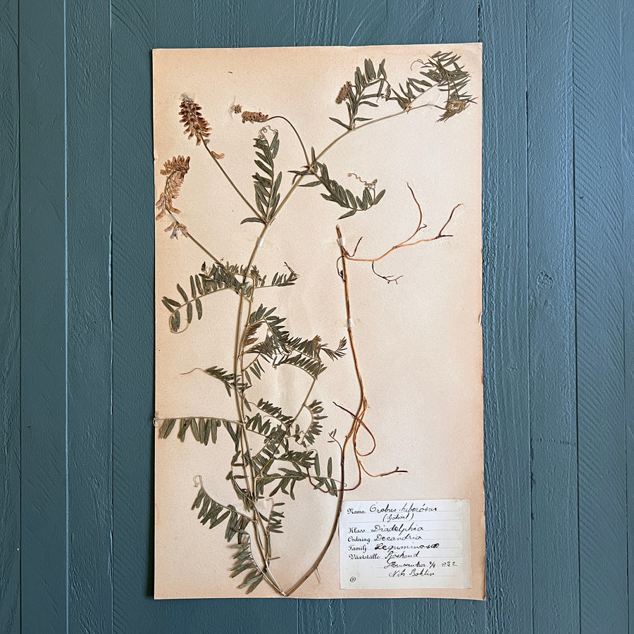 Swedish Vintage 1930s Herbarium Page, Pressed Botanical Specimen