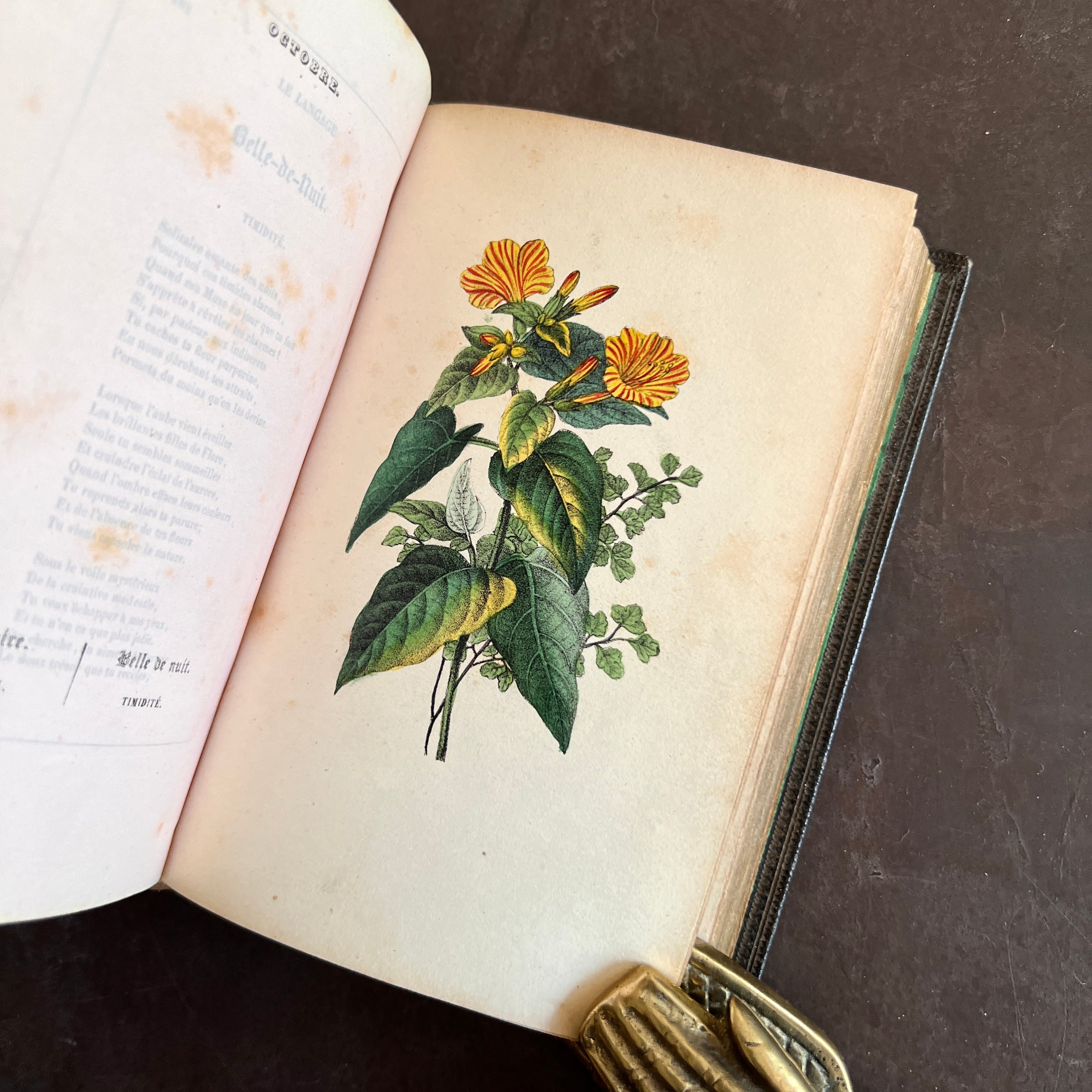 1842 - Langage Des Fleurs – Honey Bee Mill