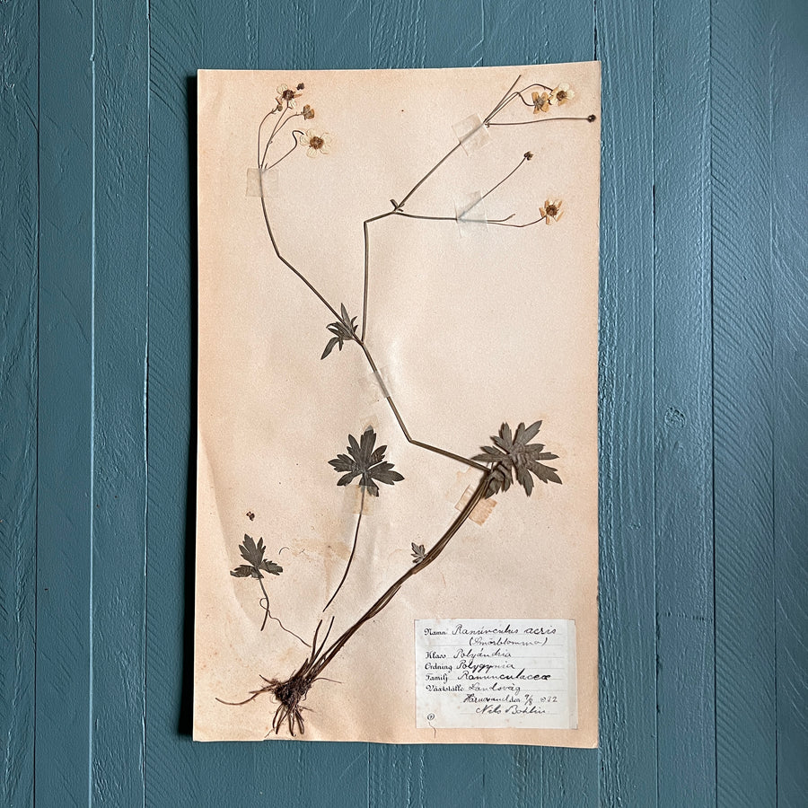 Swedish Vintage 1930s Herbarium Page, Pressed Botanical Specimen