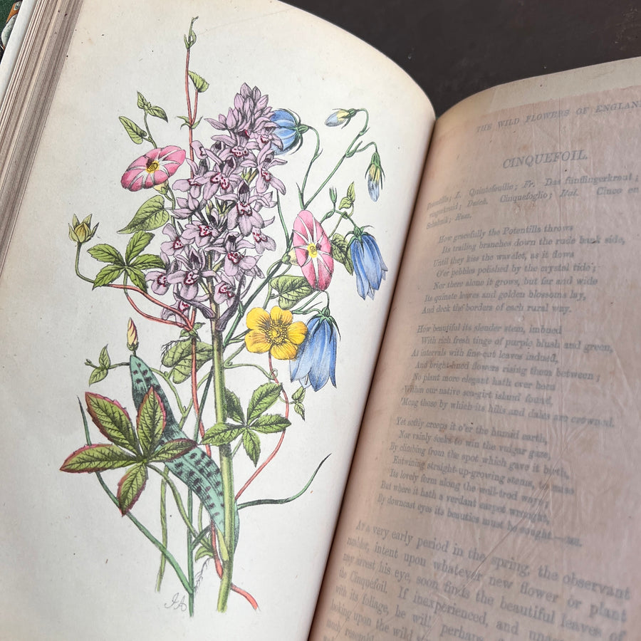 The Wild Flowers of England (1859) | With Hand-Painted Plates