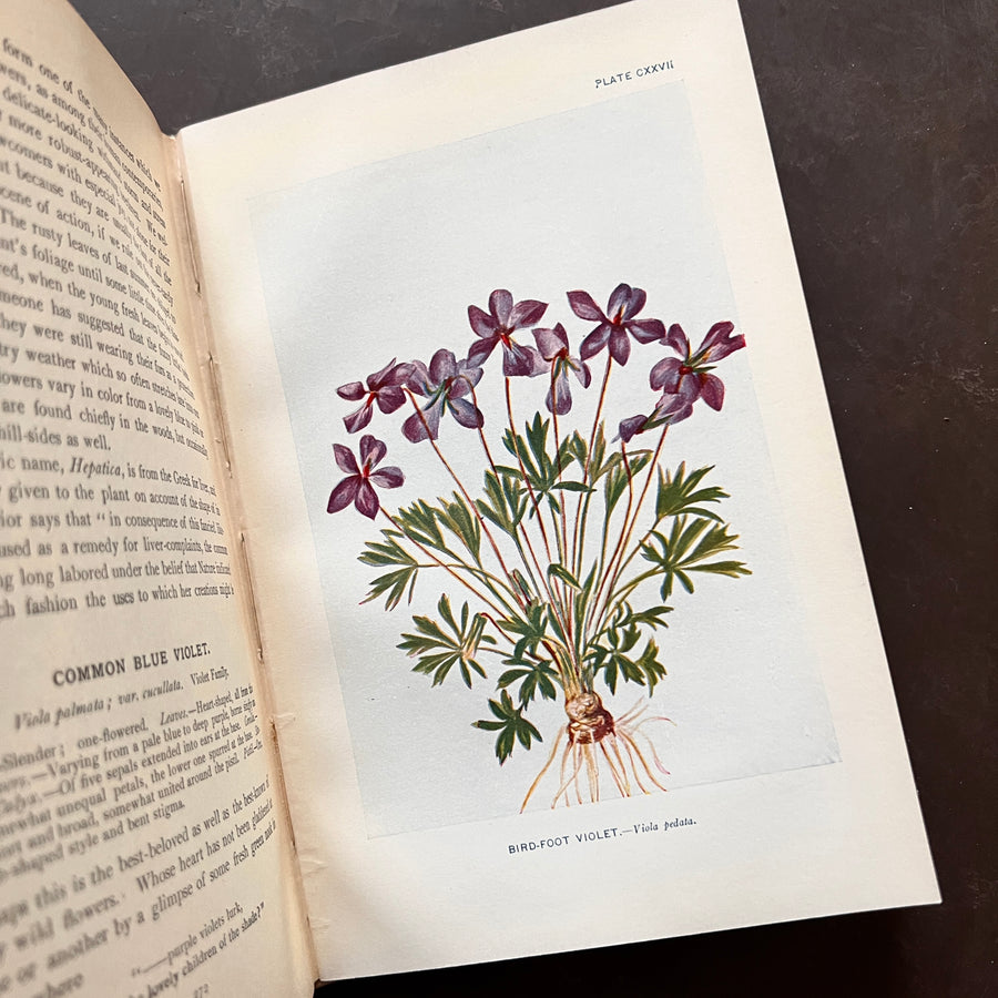 1926 - How To Know The Wild Flowers; A Guide To the Names, Haunts, and Habits of Our Common Wild Flowers
