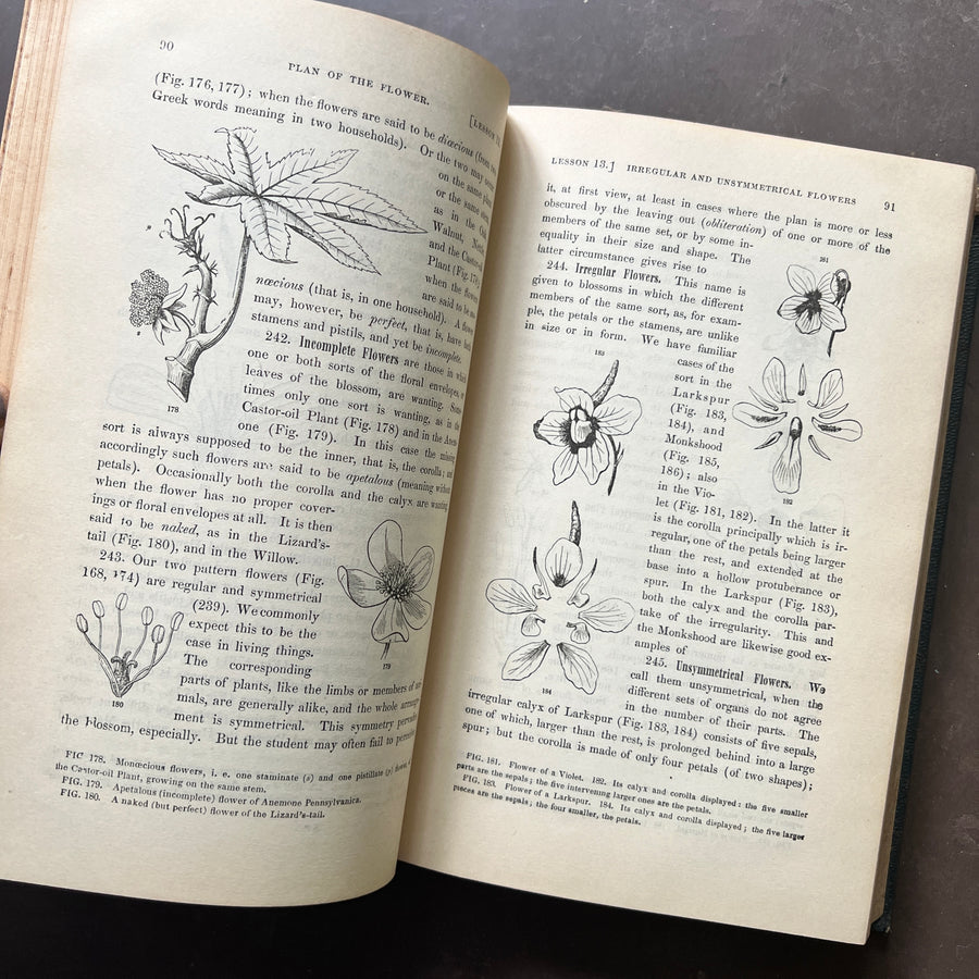 1868 - Gray’s School and Field of Botany and Gray’s Lessons in Botany and Vegetable Physiology