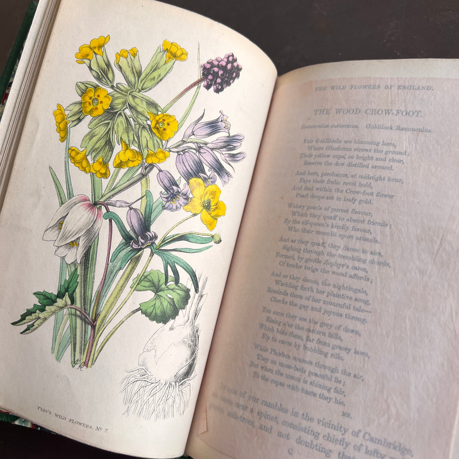 The Wild Flowers of England (1859) | With Hand-Painted Plates