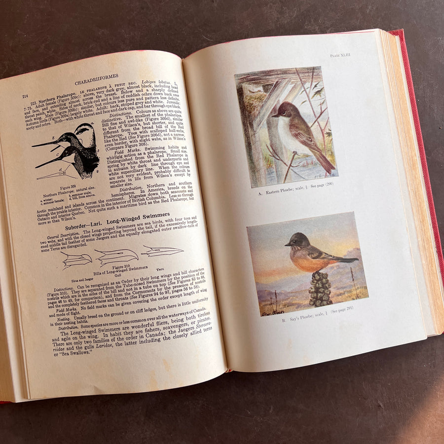 Birds of Canada by P.A. Taverner (1949 Revised Edition)