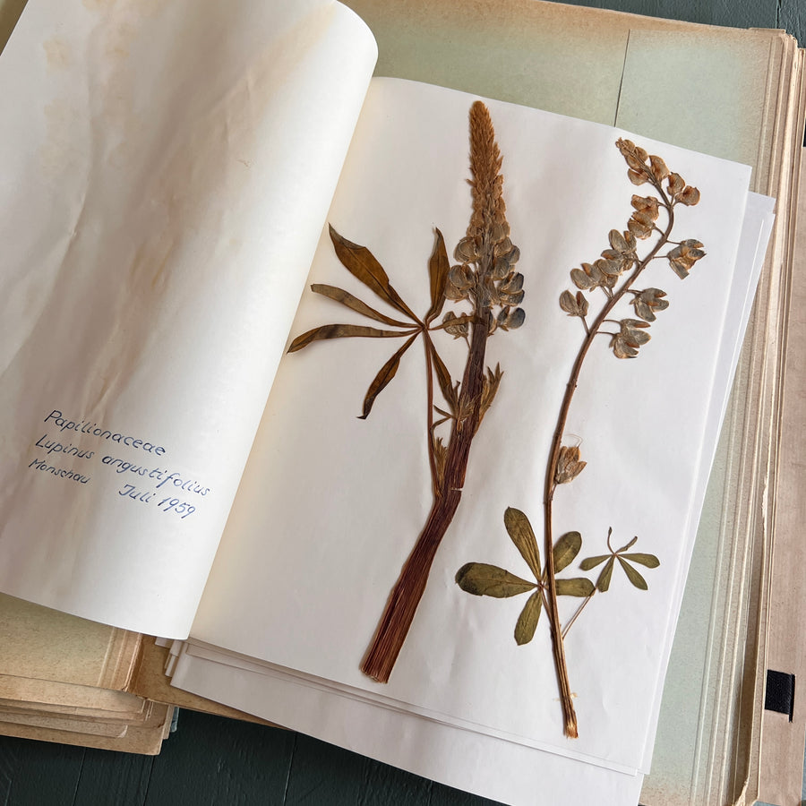 Private Herbarium of Ursula Keimes (1959-1961) | 103 Specimens | Cologne, German Pharmacy Internship with Certification