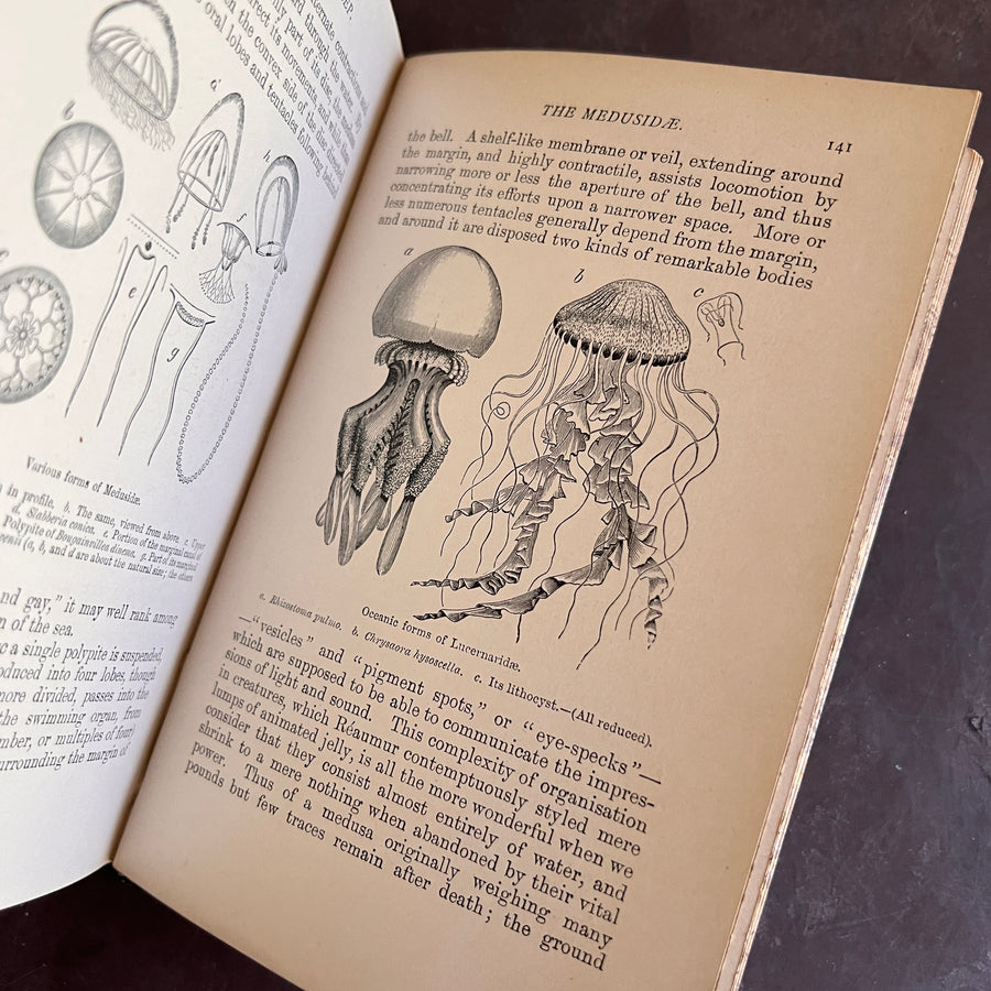 1893 - Denizens of the Deep; An Account of Fishes, Molluscs, Crustacea, etc.