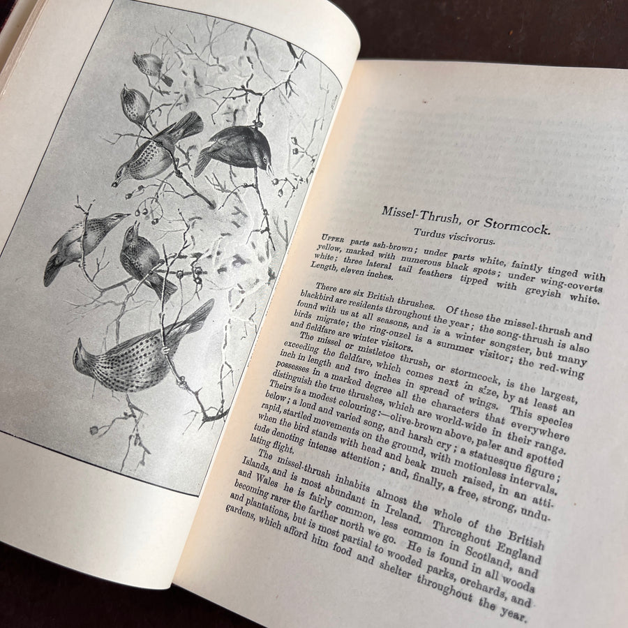 British Birds By W.H. Hudson (1926) | Half Leather Prize Fine Binding
