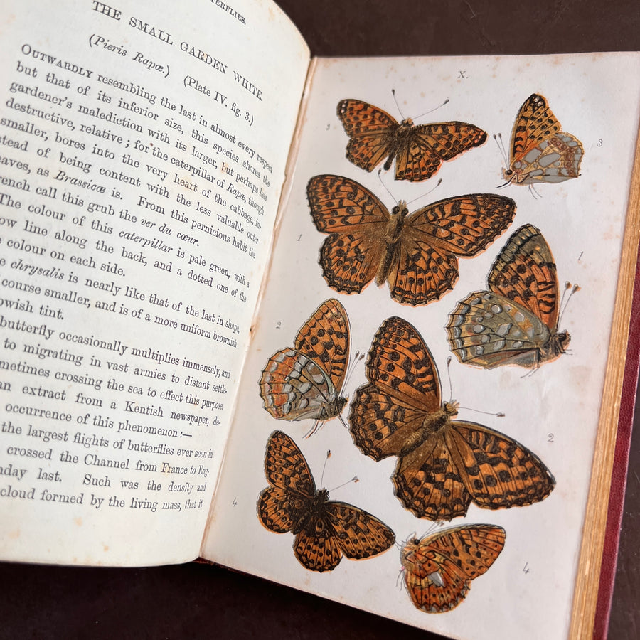 British Butterflies; Figures and Descriptions of Every Native Species by W.S. Coleman (c.1870s-1880s)