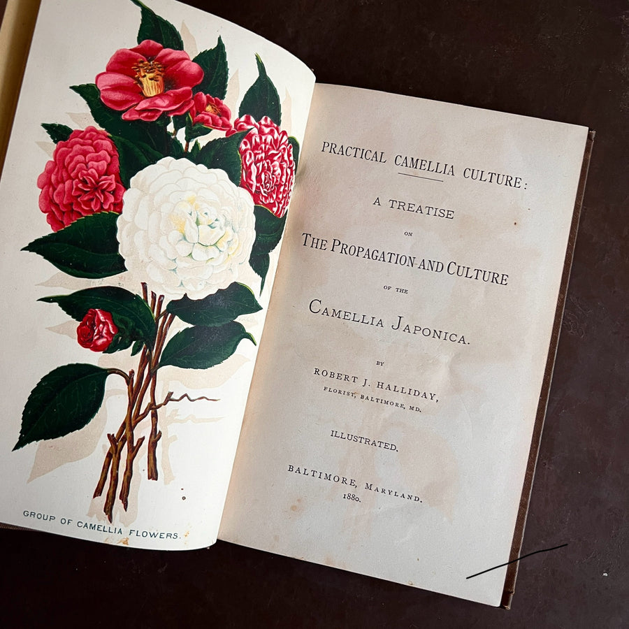 1880 - Practical Cammelia Culture: A Treatise on the Propagation and Culture of the Cammelia Japonica