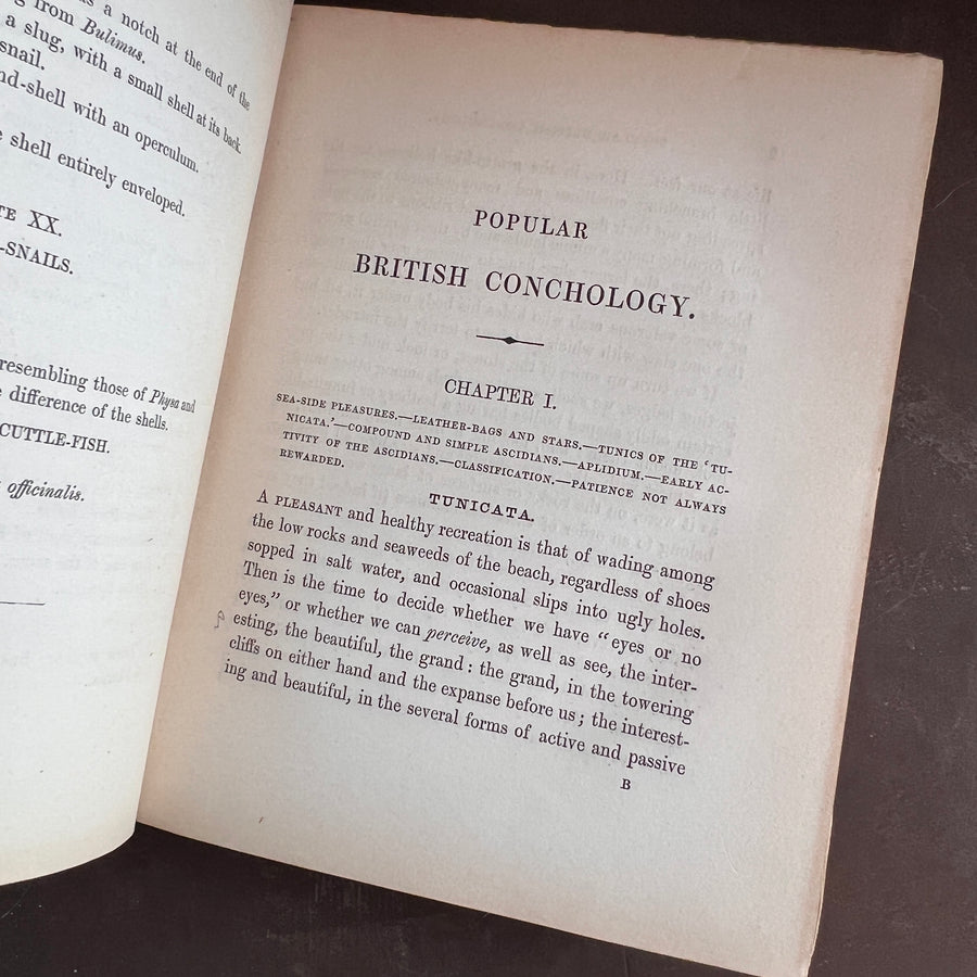 Popular British Conchology by George B. Sowerby (1854) | Hand-Colored Plates