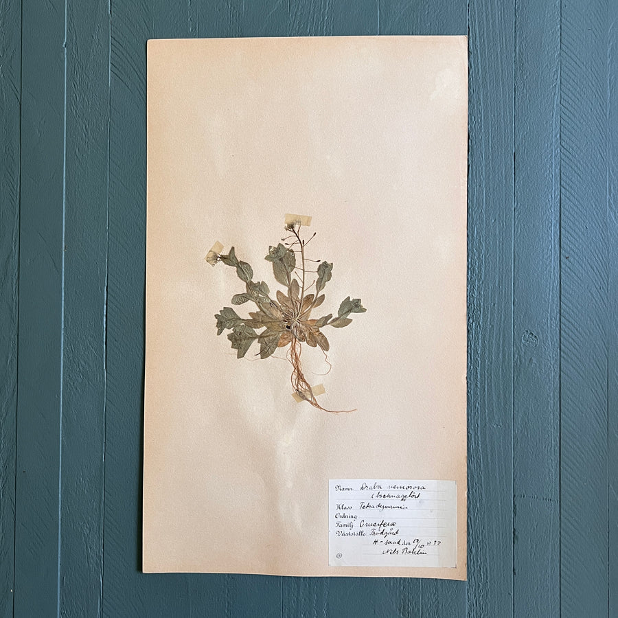 Swedish Vintage 1930s Herbarium Page, Pressed Botanical Specimen