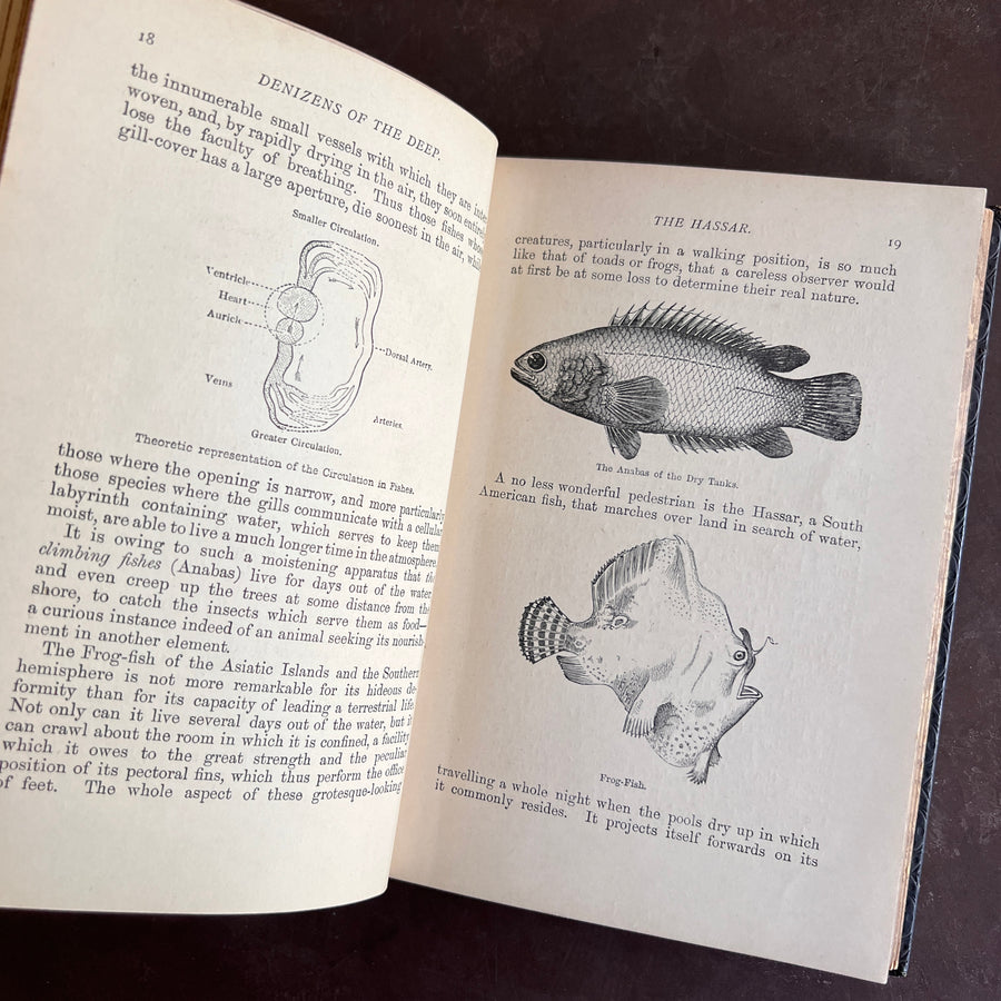 1893 - Denizens of the Deep; An Account of Fishes, Molluscs, Crustacea, etc.