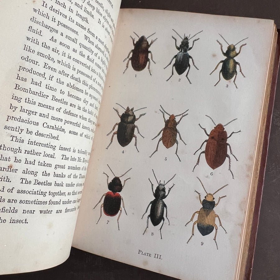 Common British Beetles | Hand-Colored Plates (c.1870s-1880s)
