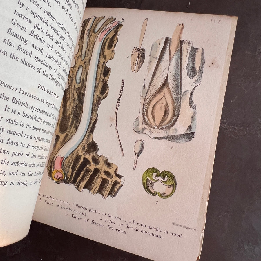 Popular British Conchology by George B. Sowerby (1854) | Hand-Colored Plates