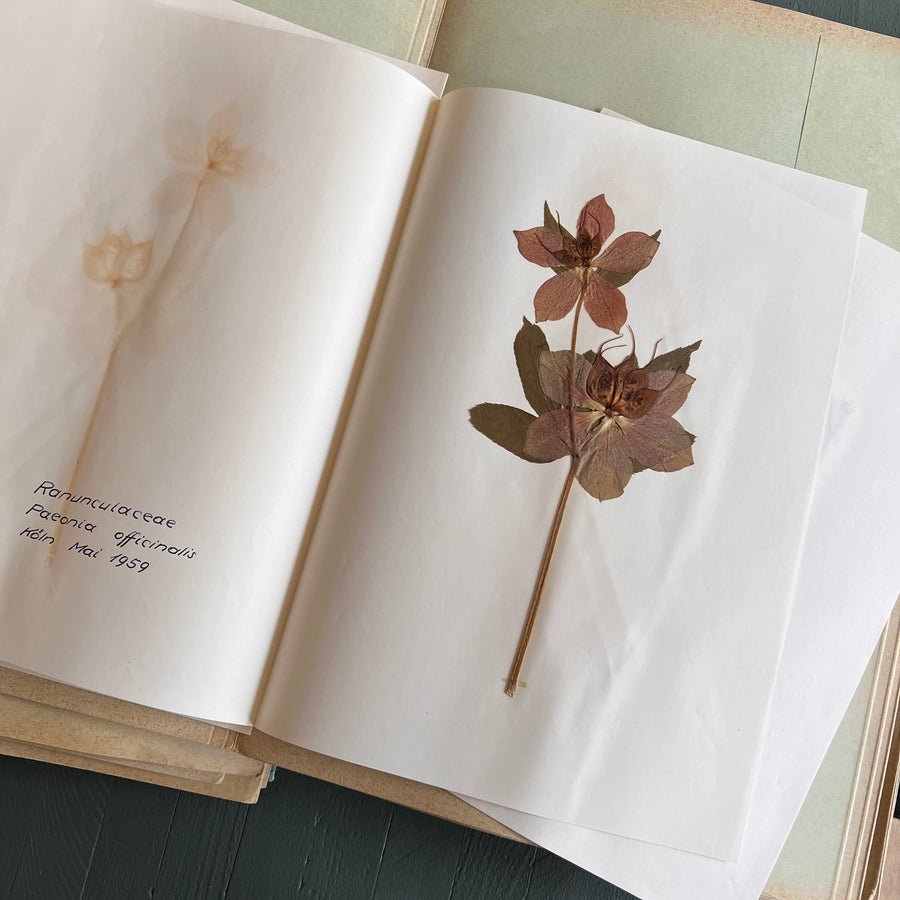 Private Herbarium of Ursula Keimes (1959-1961) | 103 Specimens | Cologne, German Pharmacy Internship with Certification