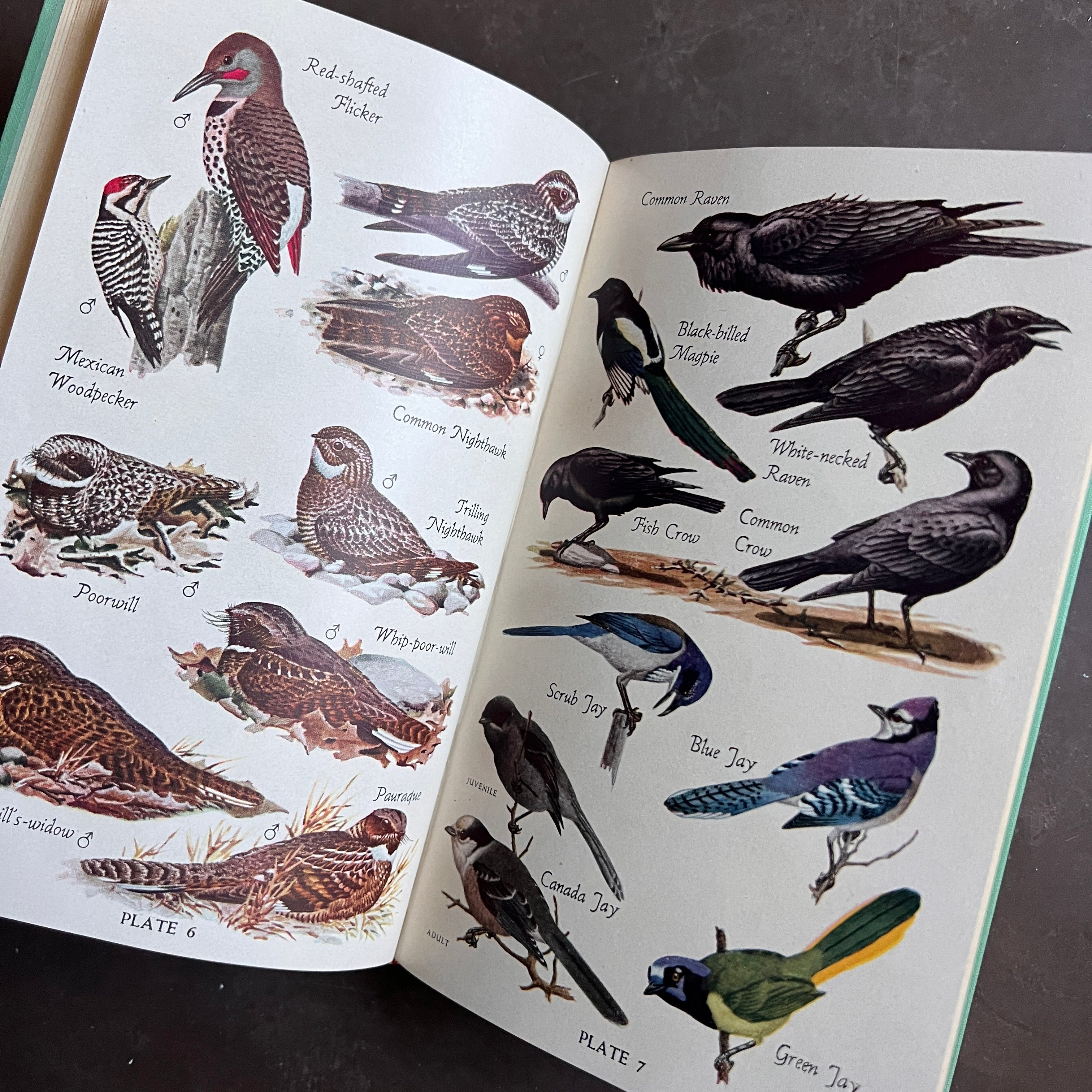 1946 - Audubon Bird Guide; Eastern Land Birds – Honey Bee Mill