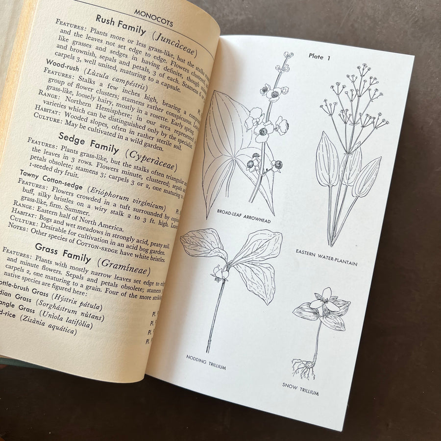 1948 - Wild Flower Guide; Northeastern and Midland United States