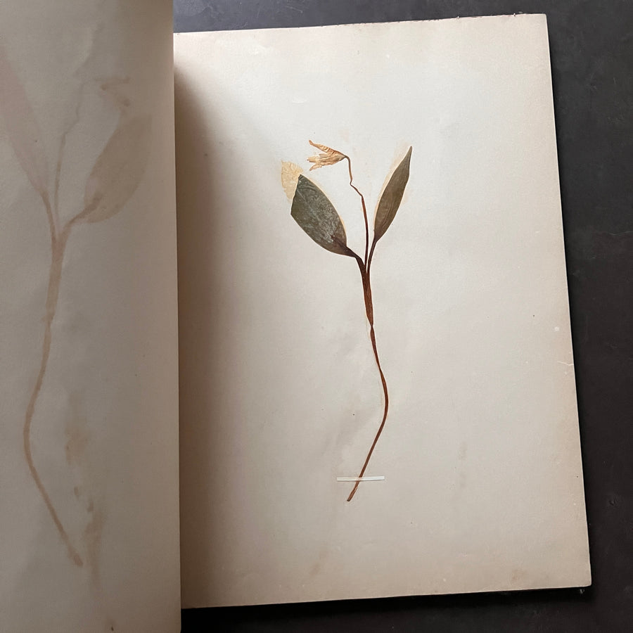 Antique Large Herbarium Binding