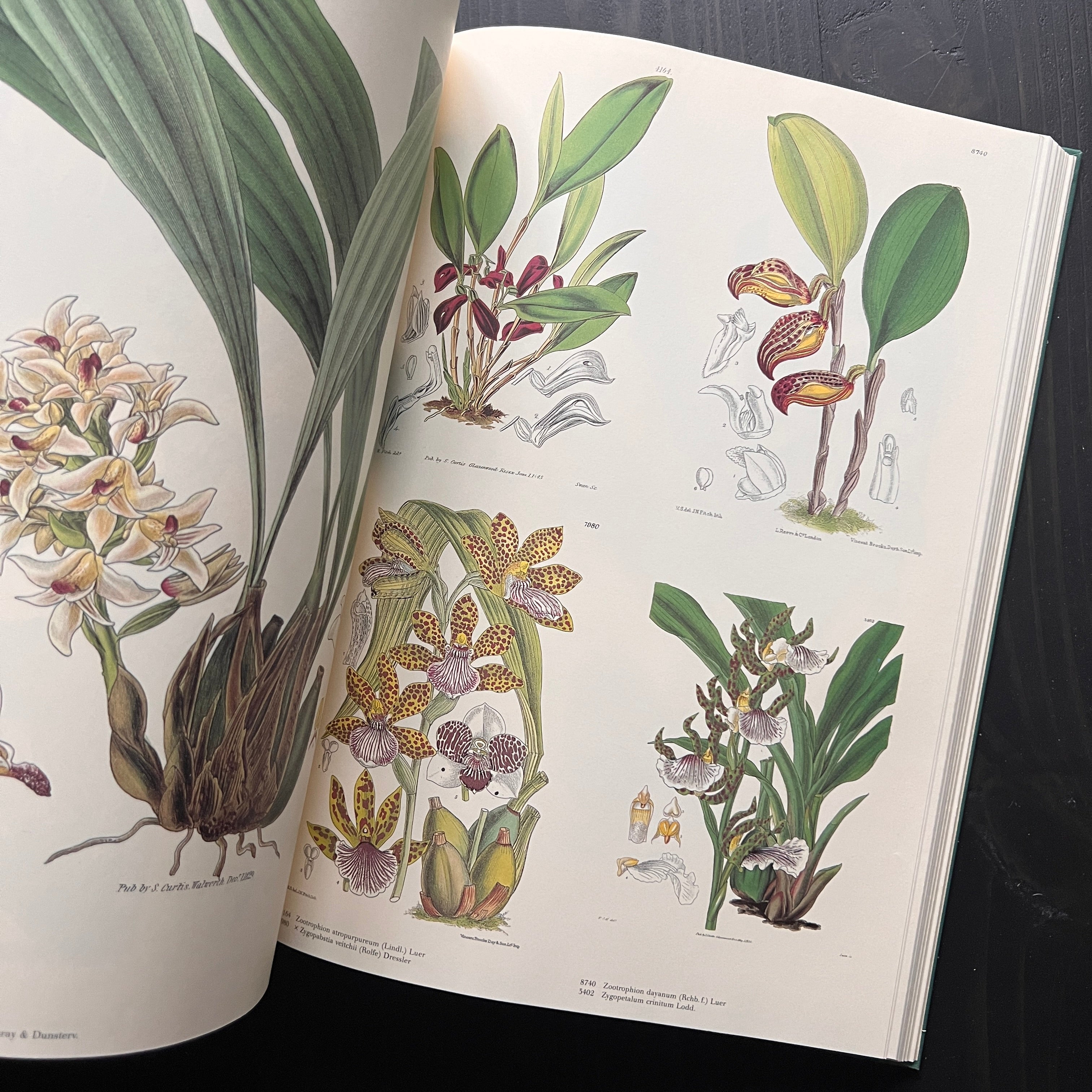 Sun Flowerさん 2箱同梱発送 Orchids 蘭 に関する 洋書 Orchids From Curtis's Botanical Magazine
