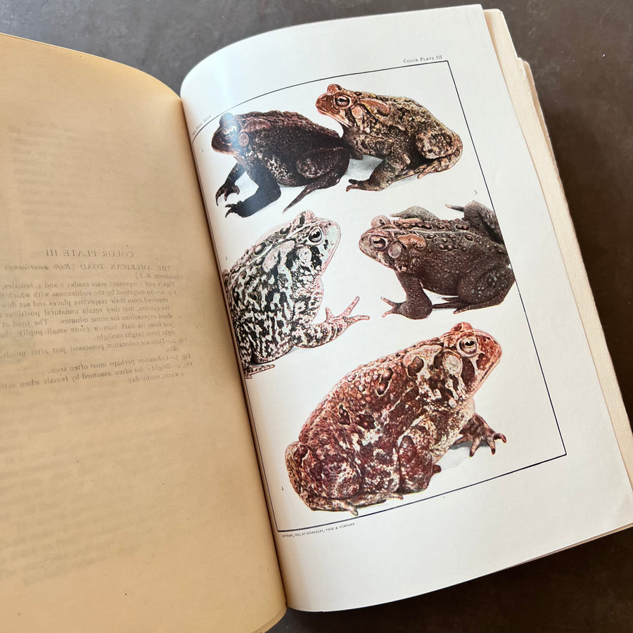 1908 - The Frog Book; North American Toads and Frogs With a Study of the Habits and Life Histories of those of the Northeastern States