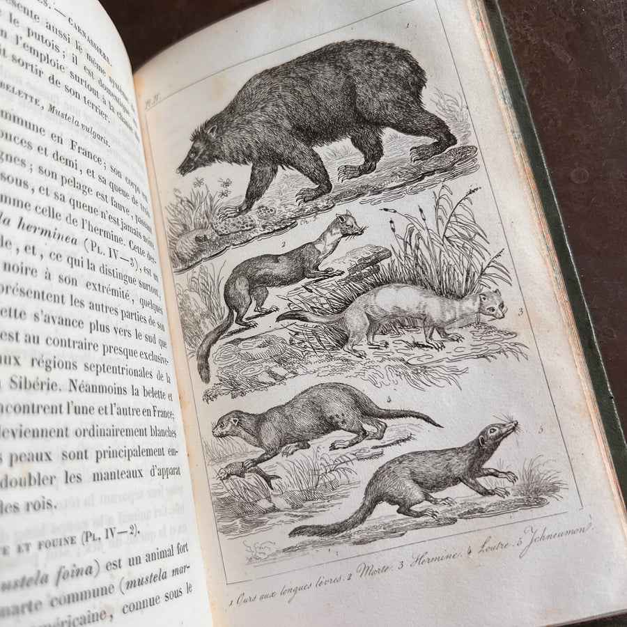 Histoire Naturelle des Animaux | 1842 |Green Gilt “Pension Dupont” Binding | Illustrated