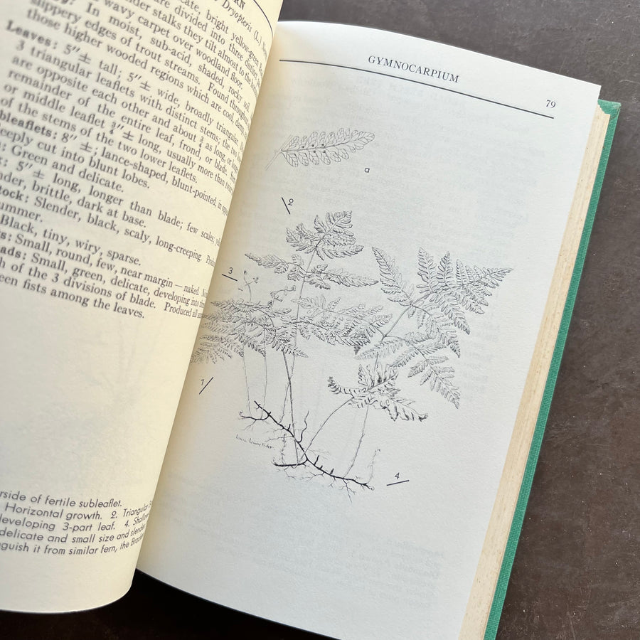 1963 - A Field Guide To The Ferns