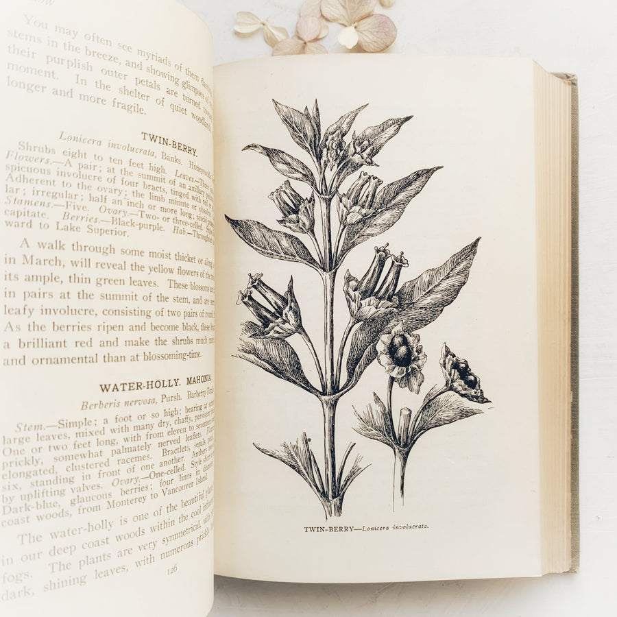 1921 - The Wild Flowers of California; Their Names, Haunts and Habits
