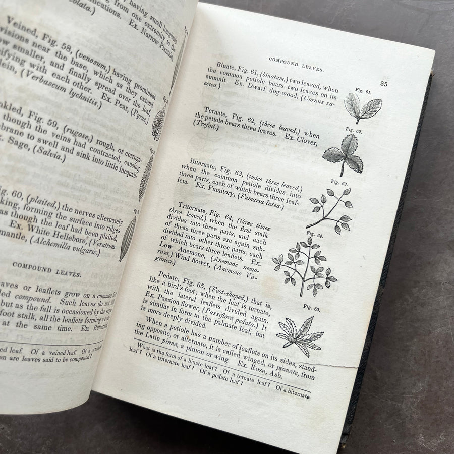 1854 - An Introduction to the Study of Botany, Including a Treatise On Vegetable Physiology, And Descriptions of the Most Common Plants In The Middle and Northern States