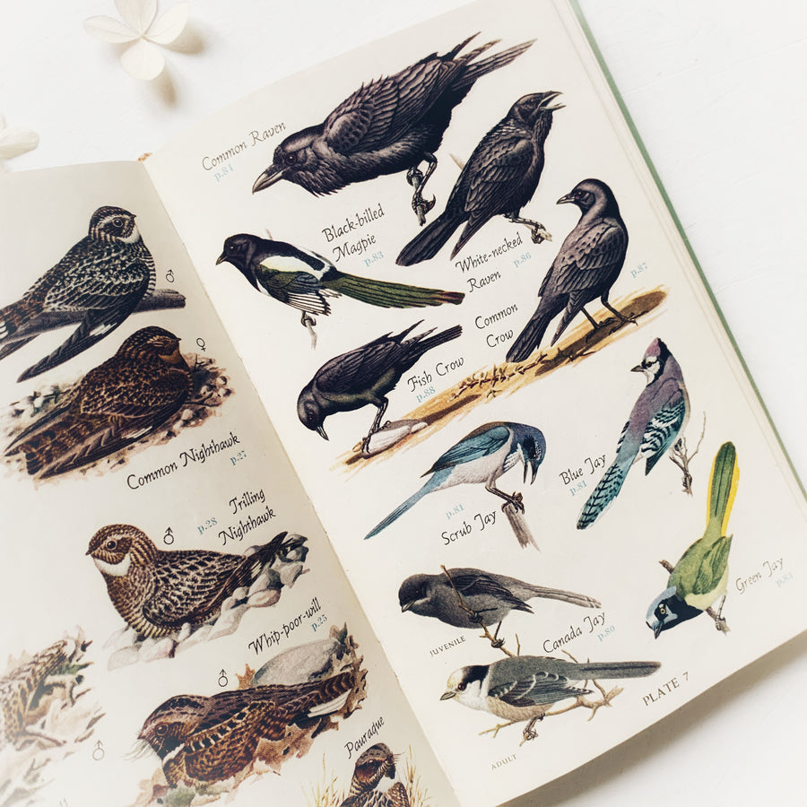 1949 - Audubon Bird Guide