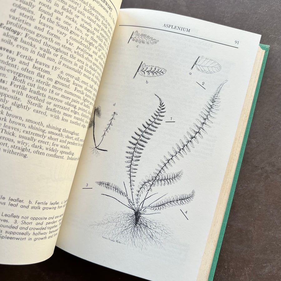 1963 - A Field Guide To The Ferns