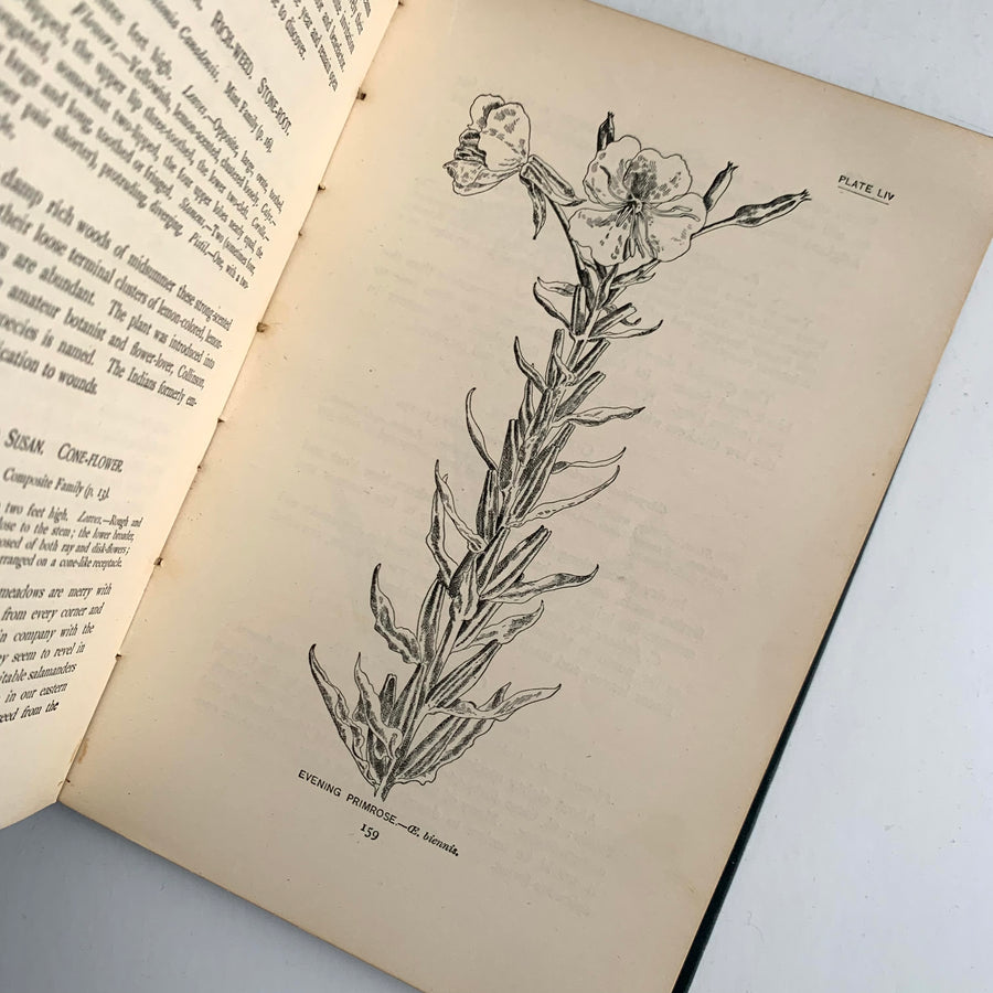 1894 - How To Know The Wild Flowers