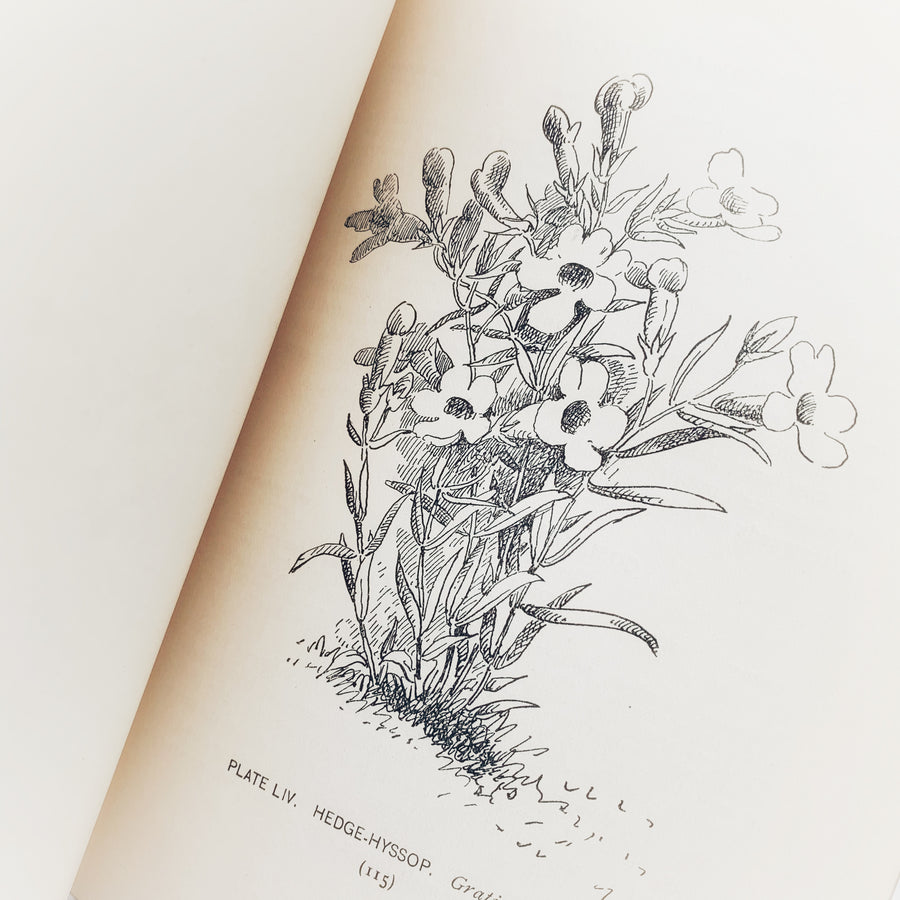 1899 - A Guide to Wild Flowers, First Edition